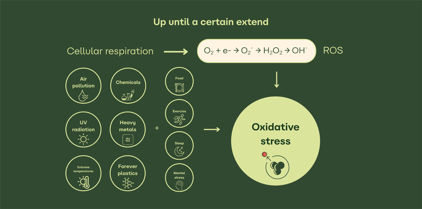 astaxanthin gyulladásos öregedés ábra