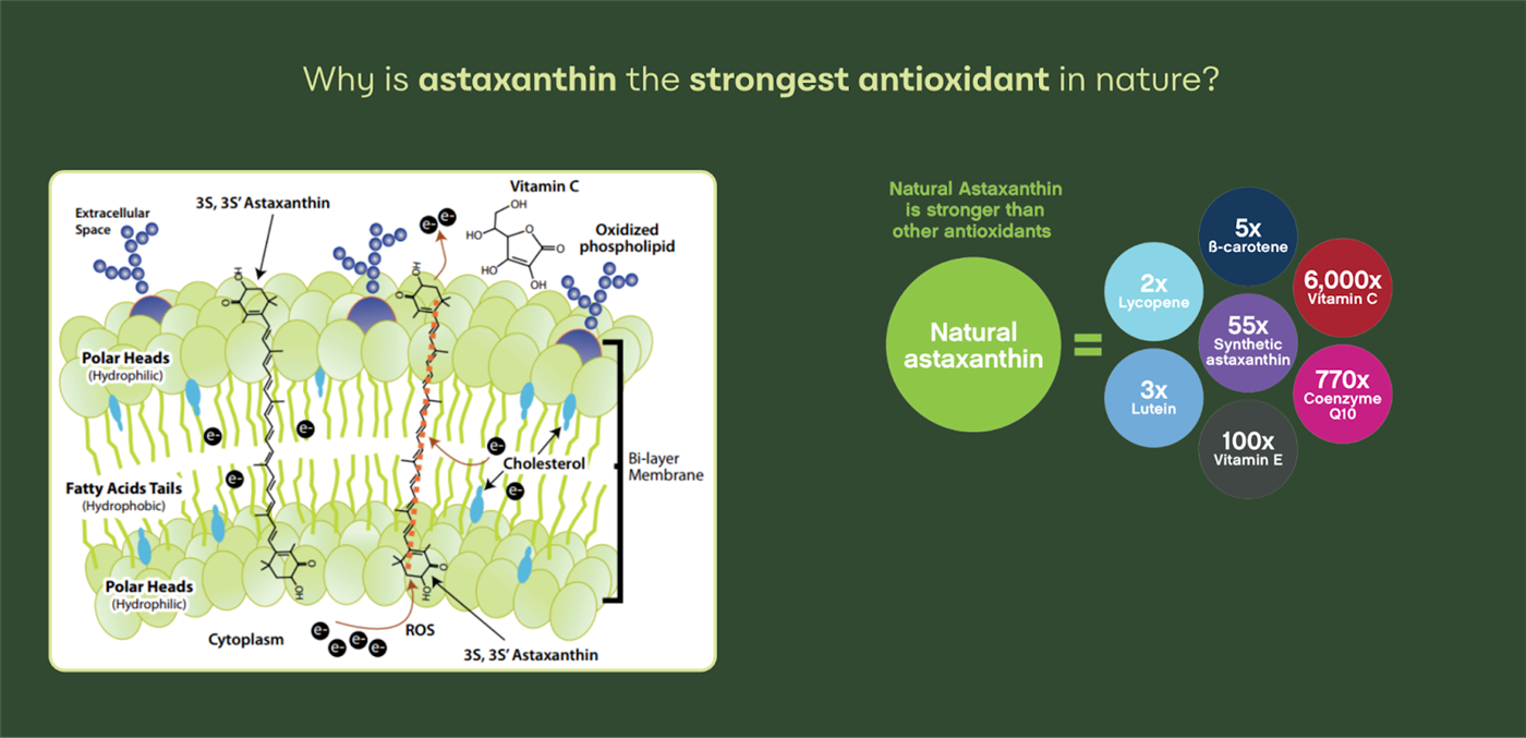 astaxanthin gyulladásos öregedés ábra