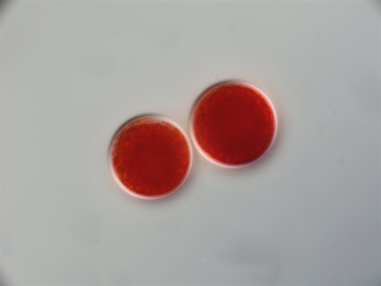 Natúr vs. szintetikus astaxanthin