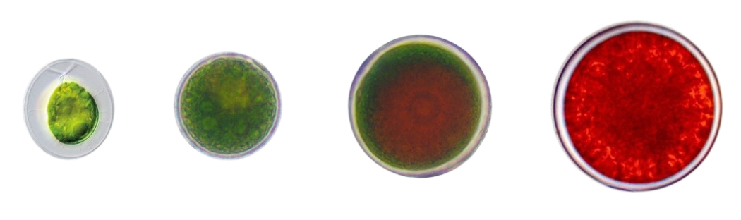 Astaxanthin vs. alfa-liponsav: melyik a jobb antioxidáns?