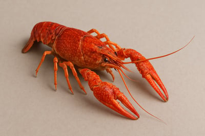 Cooked crayfish tail with bright red-orange shell and tender white meat, a natural source of astaxanthin antioxidants